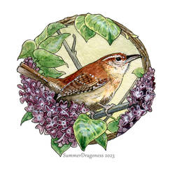 TinyArt .Carolina Wren and Lilacs.