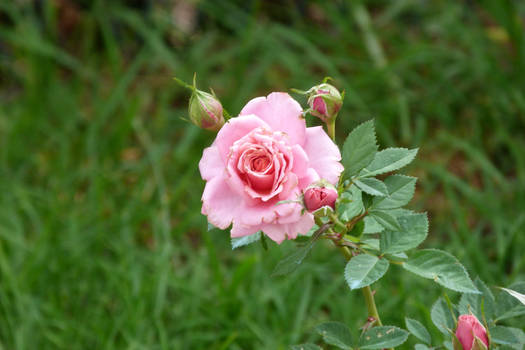 Rose miniature