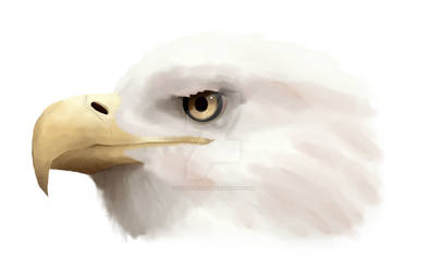 Bald Eagle Head