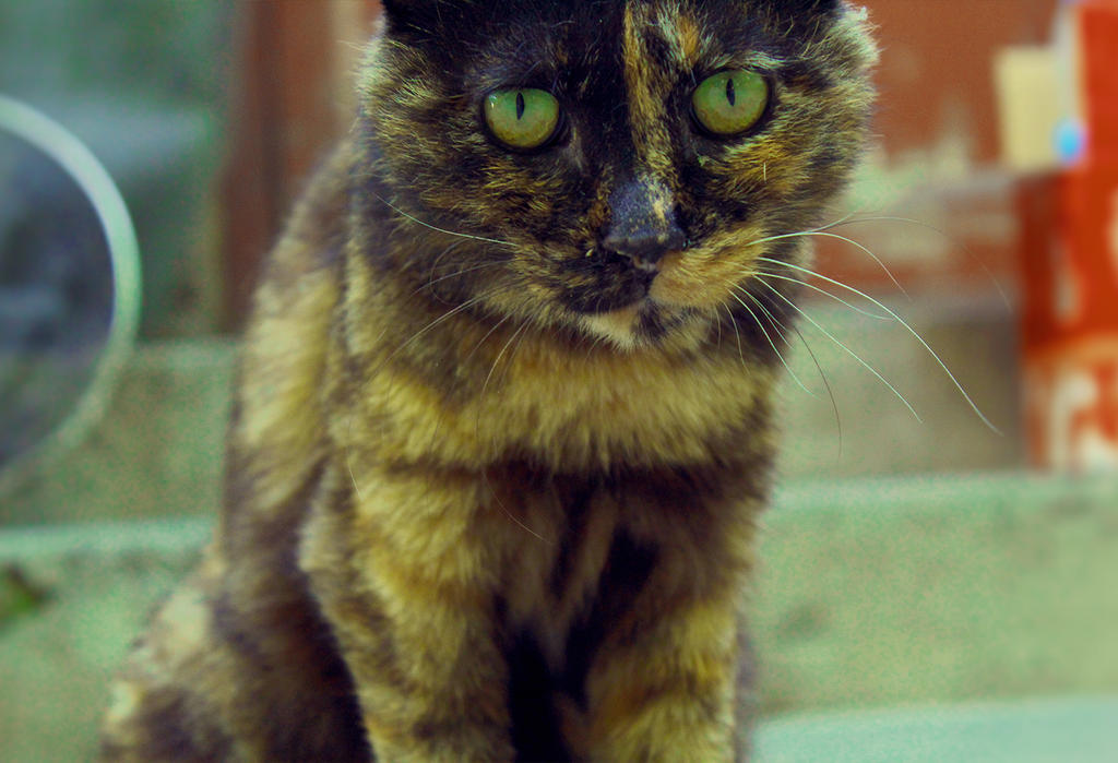 Chinese Cat Calendar