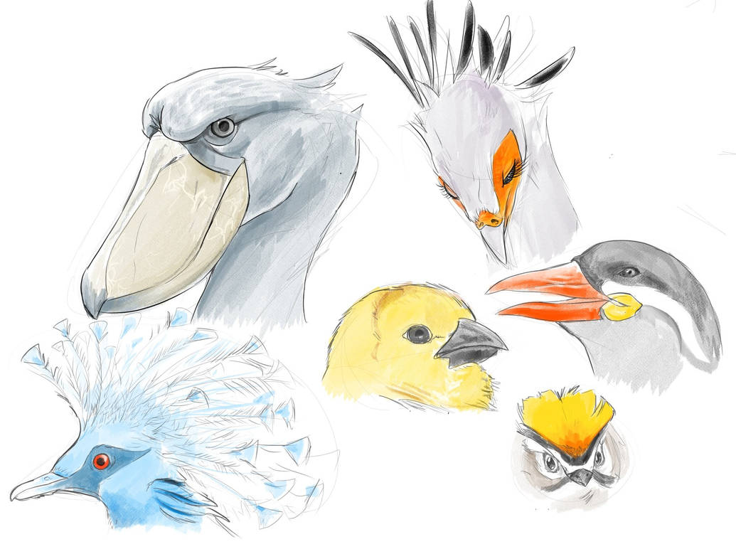 Deviantart Bird Designs Bird Art Studies by KimsSpace on DeviantArt