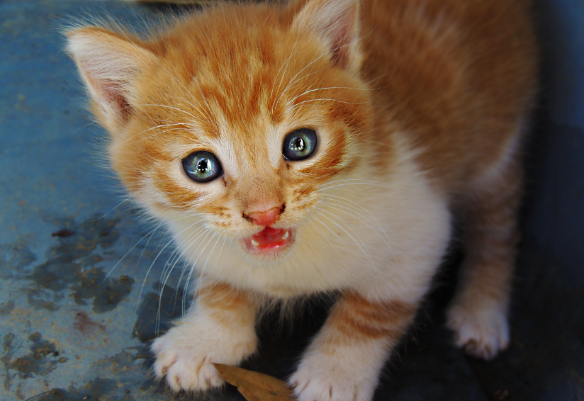 Curious Kitten