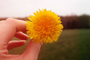 Dandelion Days