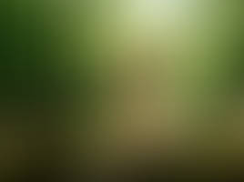 In the heart of the forest...
