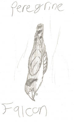 Peregrine Falcon Traditional