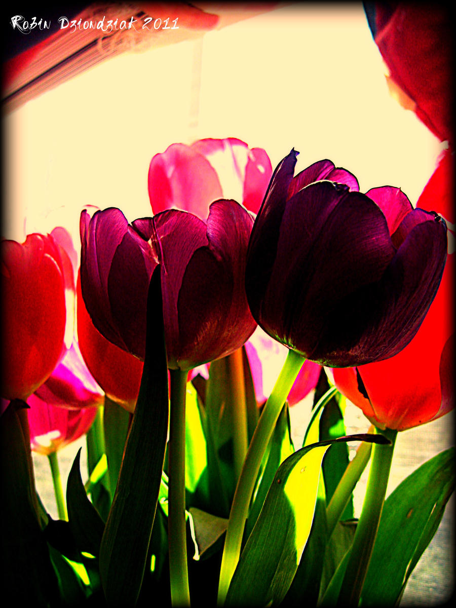 Vintage Tulips