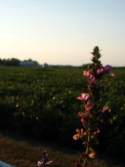 Vintage Corn Field