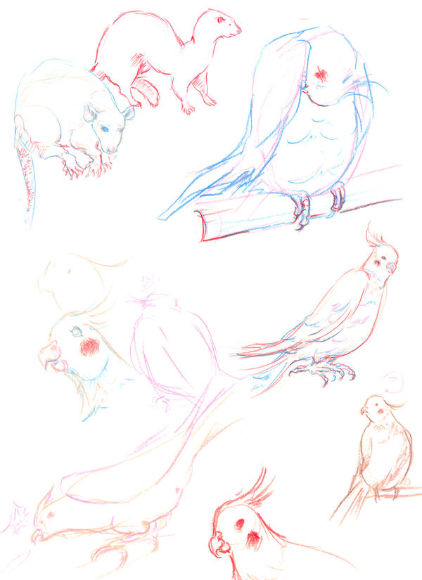 Pet Studies