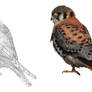 American Kestrel process