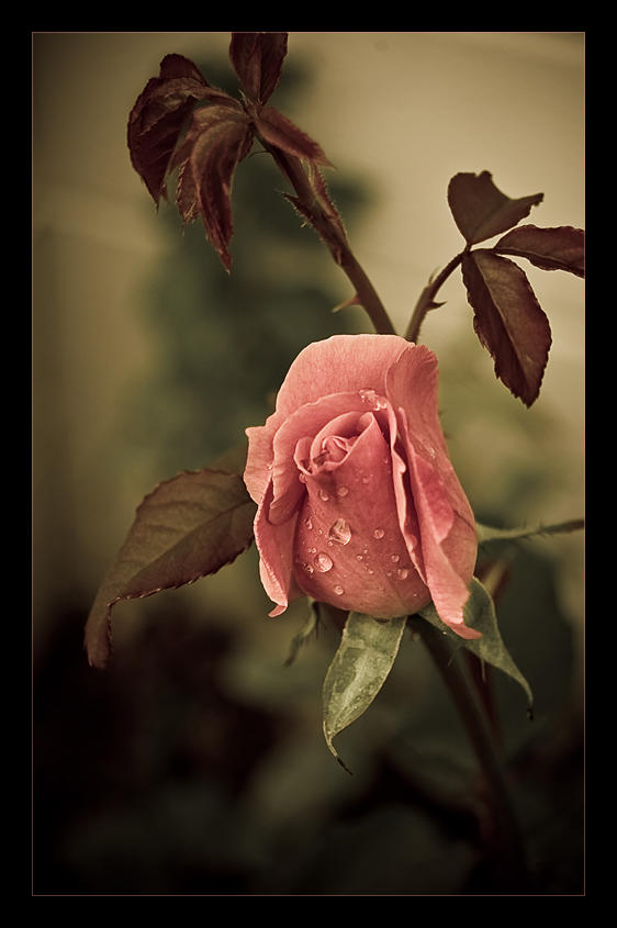 Rose Not Rosa A Rose is not a Rose by Snpri3 on DeviantArt