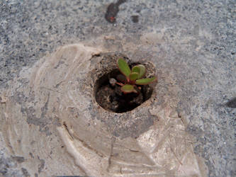 growing in stone closeup