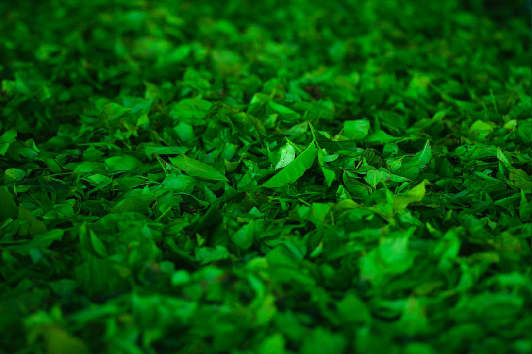 Зел. Зелёная зелень зеленит зелёную зелень. Цвет зеленой травы. Листья травы. Зелень травяная цвет.