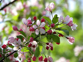 Apple Blossom