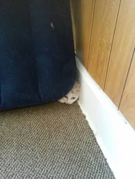 Hiding Fluffy
