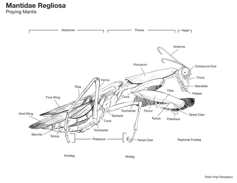 mantis diagram by SPECTI on DeviantArt
