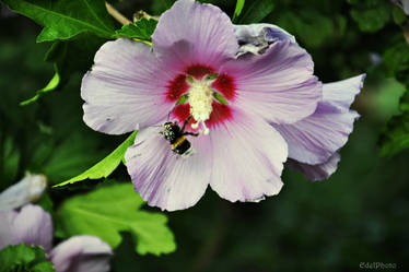 Purple Bumble-Bee