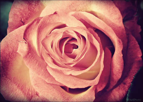 Antique Rose