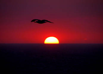 Seagull in the sunset