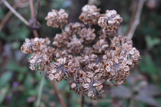 Brown Flowers