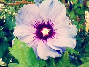 Purple Flower