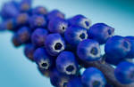 blue grape hyacinth by horus40