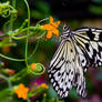 Butterfly 7