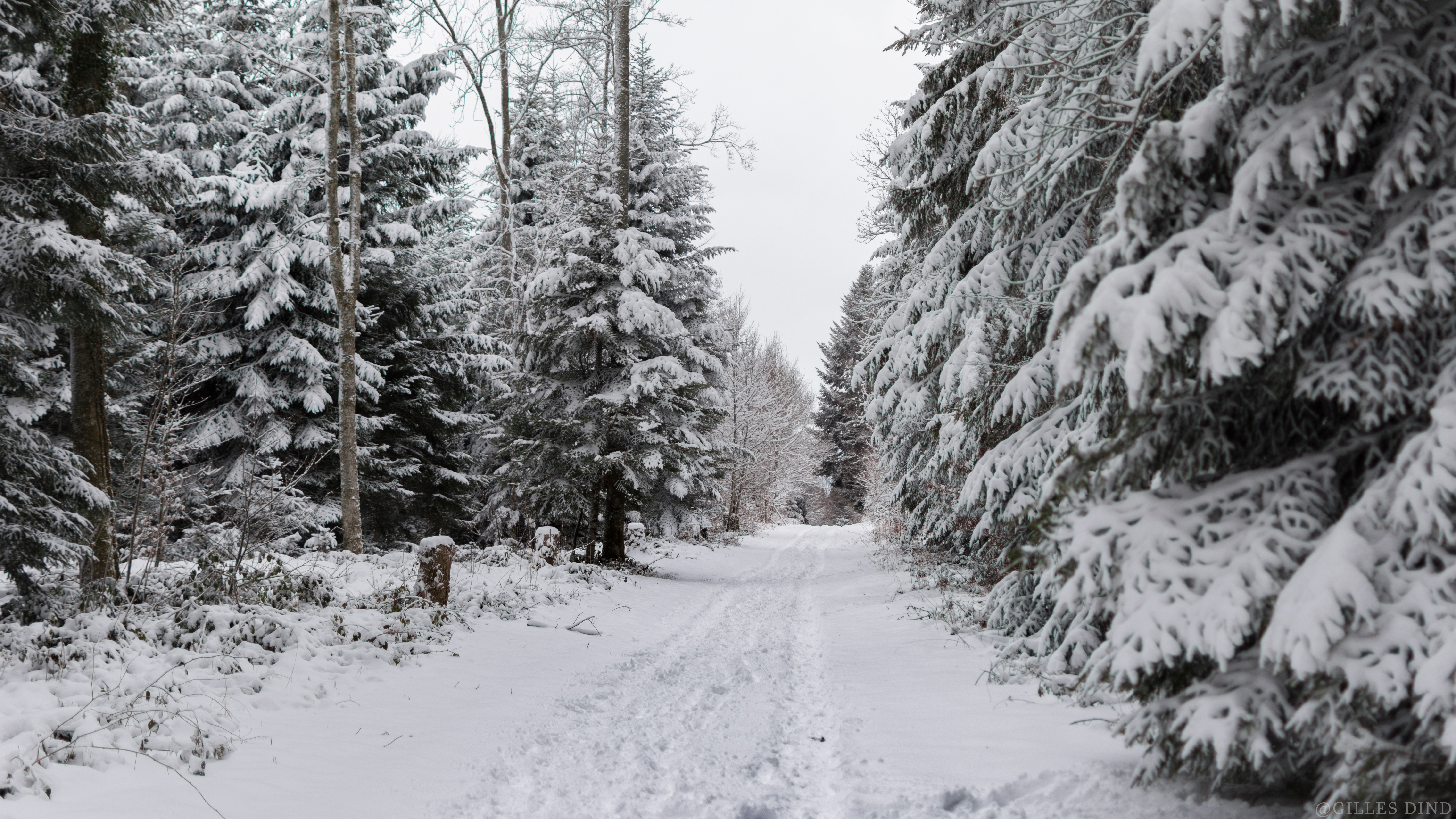 Wallpaper - Forest under the snow - Switzerland by kadjit on DeviantArt Wallpaper - Forest under the snow - Switzerland by kadjit on DeviantArt