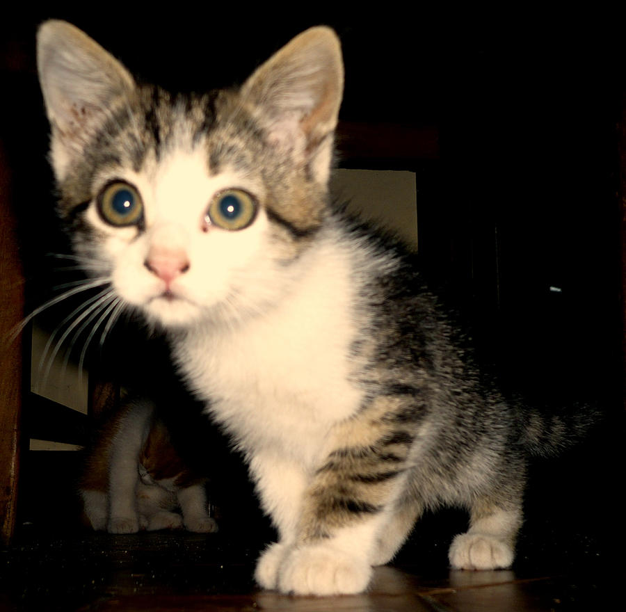 kitty under table