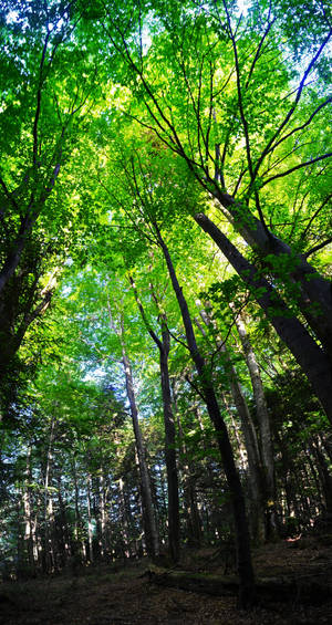 Tree crowns