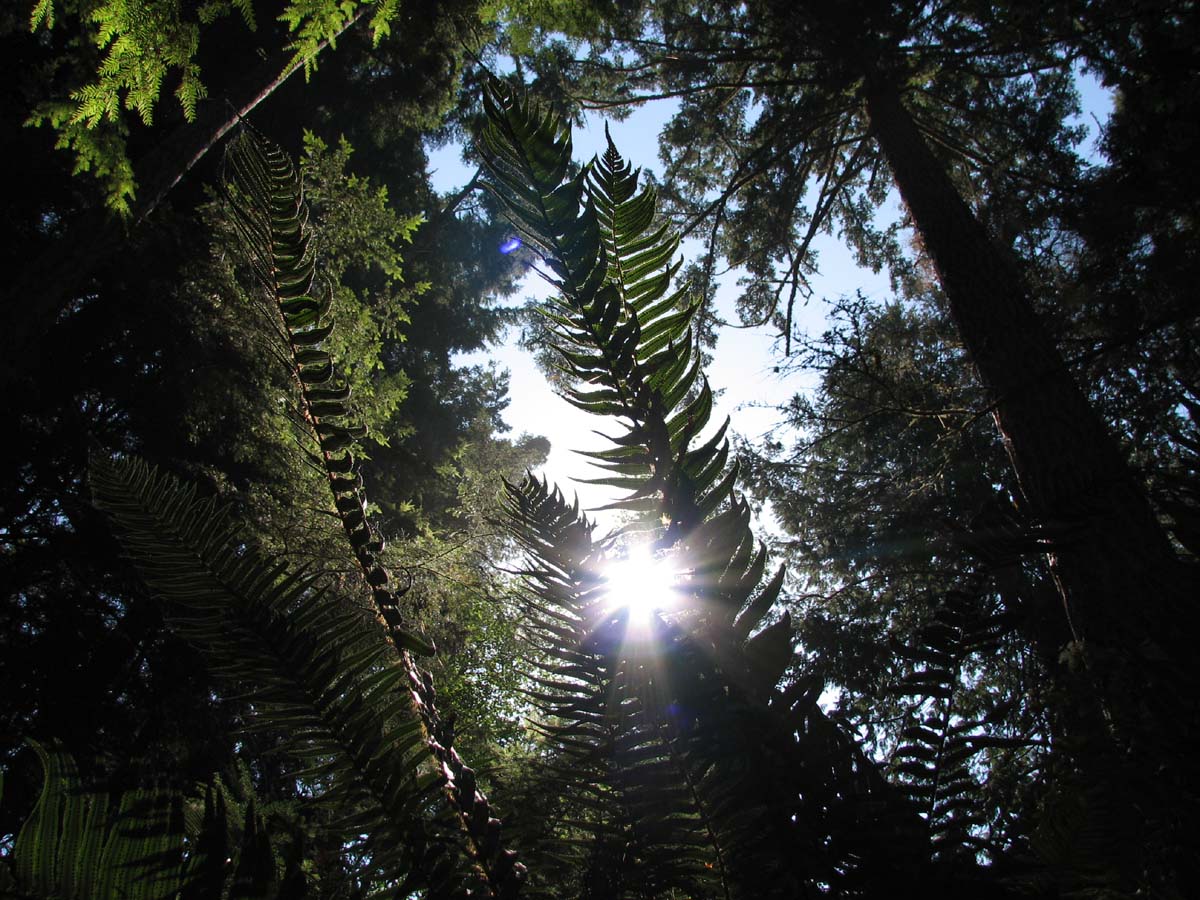 sun shining thru the ferns