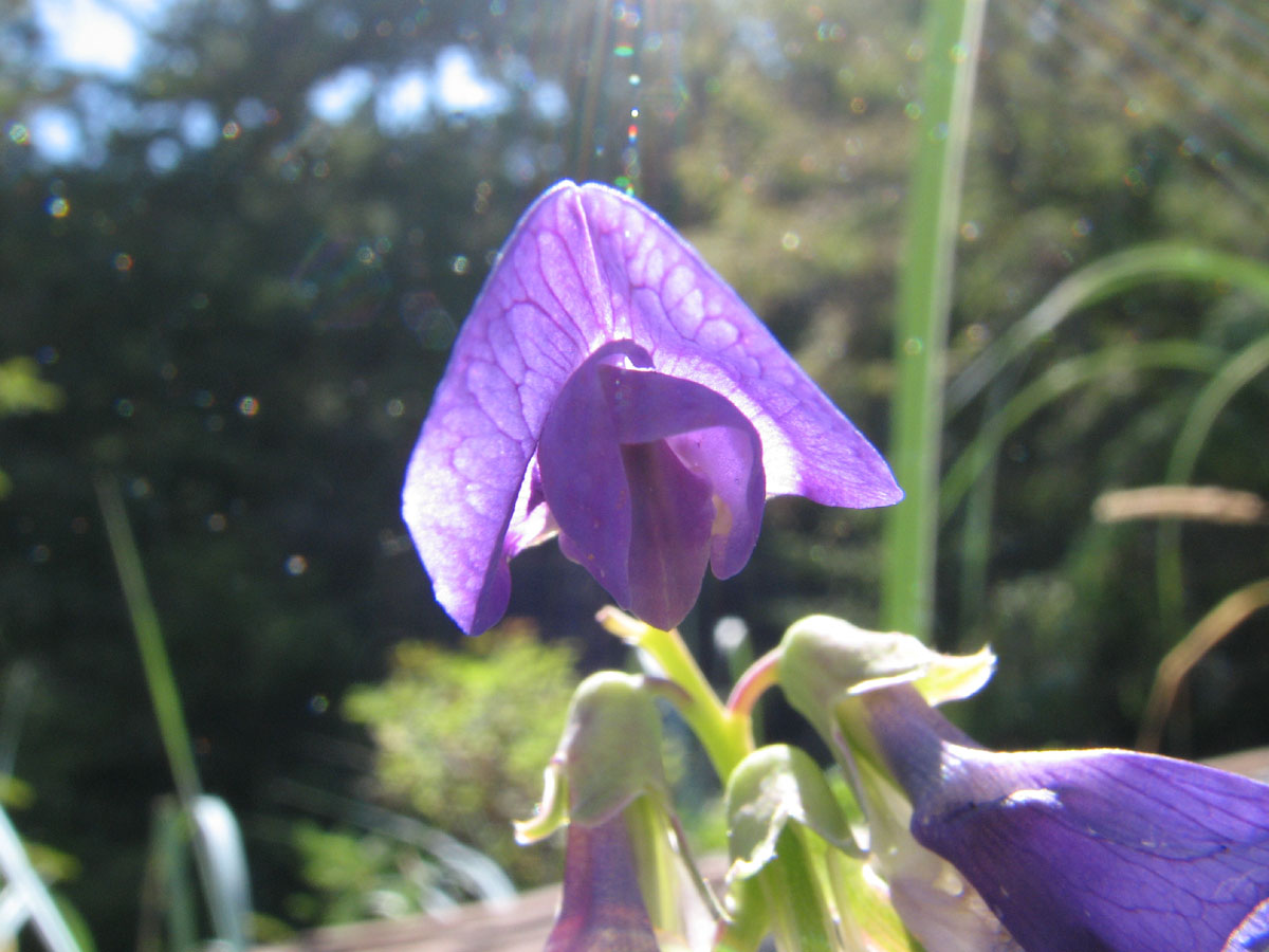 small purple flower