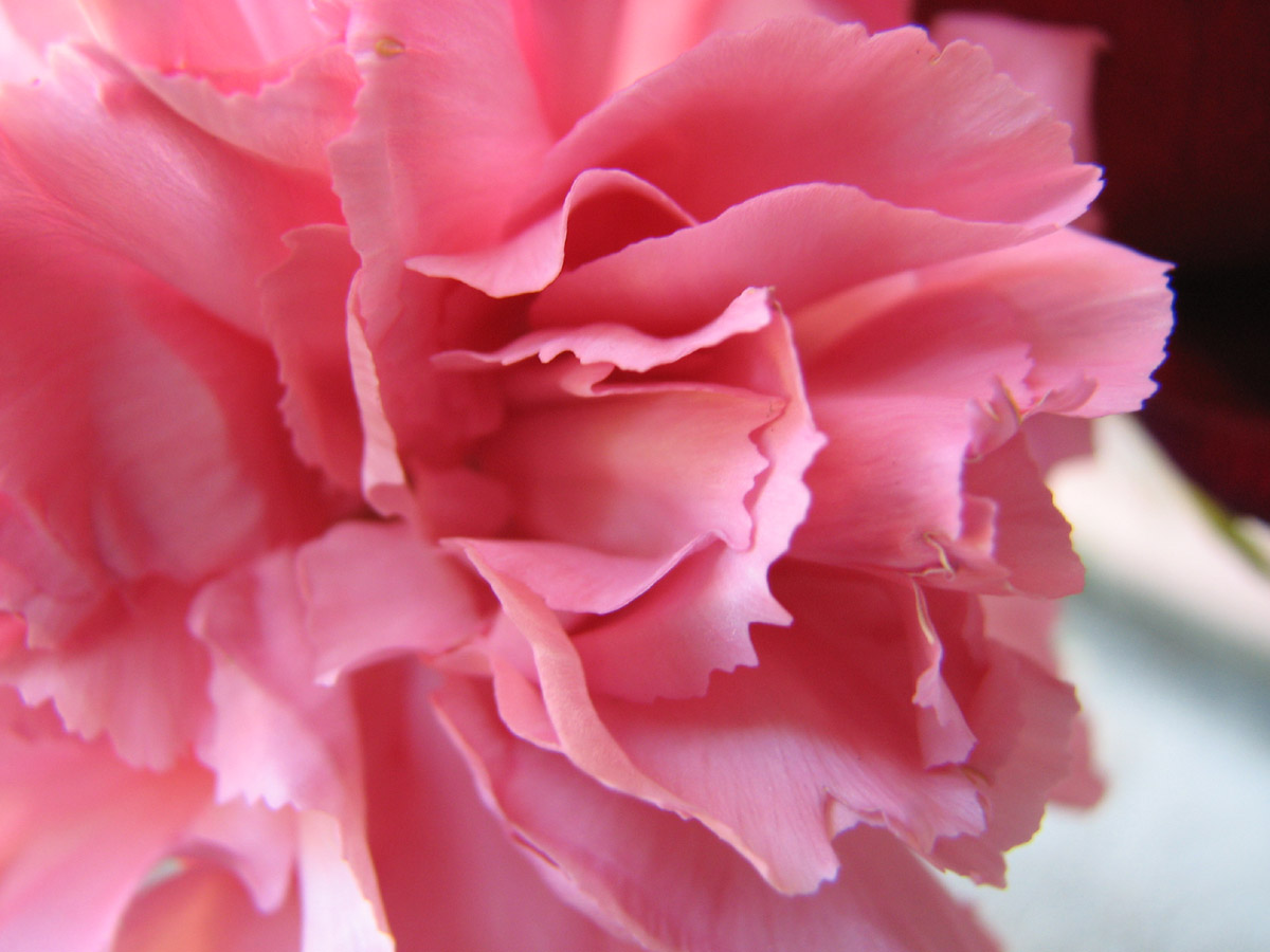 pink carnation