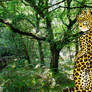 Leopard in a Forest