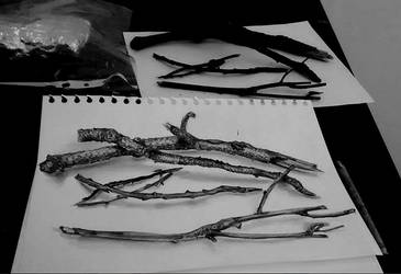 Sticks drawing study