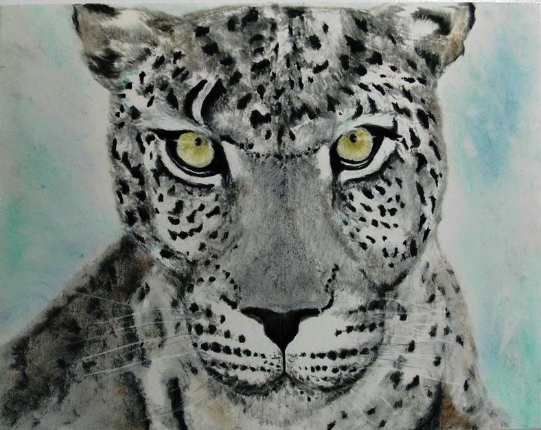 Uncia uncia (Snow Leopard)