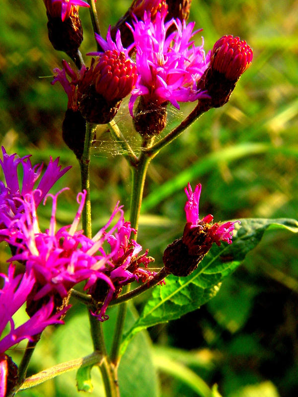 Gorgeous Pink with Web