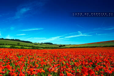 Land of Poppies 2