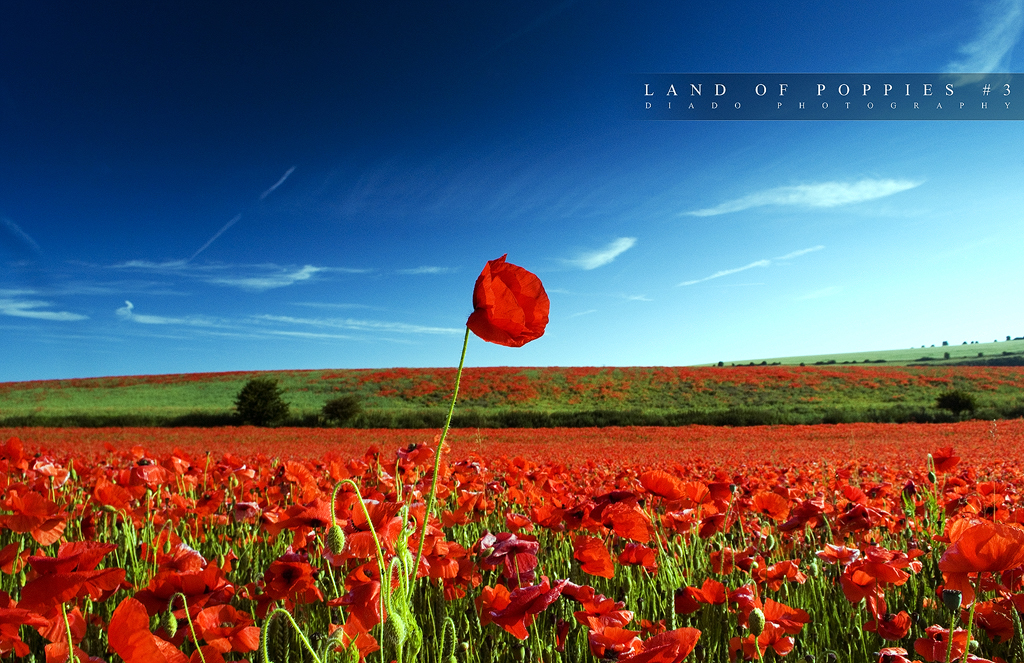 Land of Poppies 3