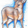 Dik Dik