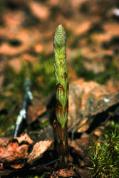 Thing that grows in the forest