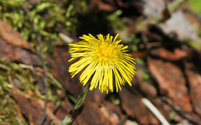 coltsfoot