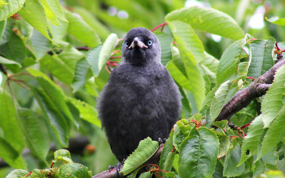 Young Crow