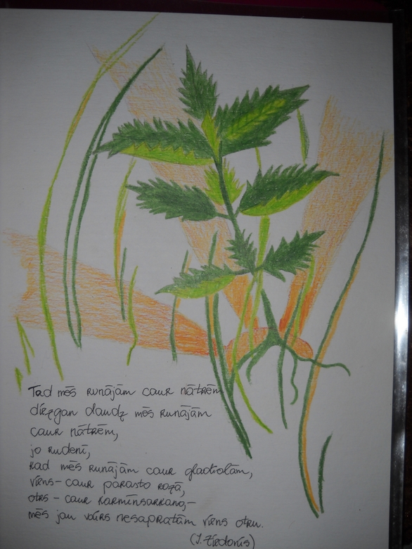 nettle