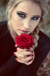 red rose. by Violetessa