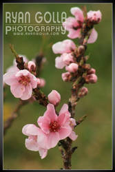 Cherry Blossoms