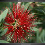 Bottle Brush