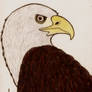 Eagle Drawing