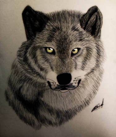 Gray Wolf