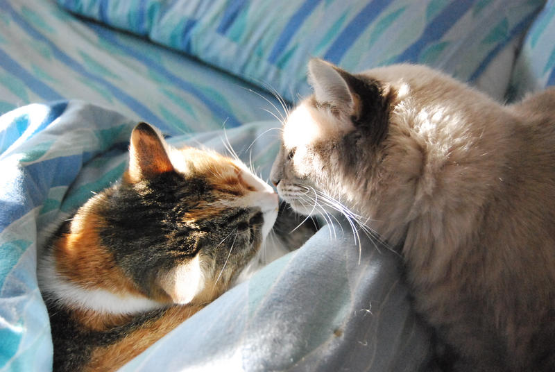 Kiss in the sunlight