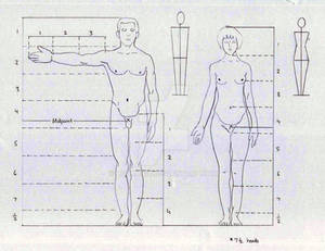 Human Body Proportion